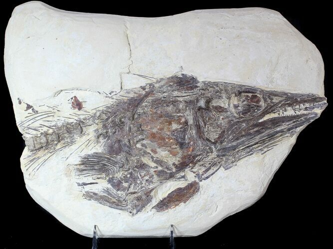 Cretaceous Cimolichthys Skull & Vertebrae - Niobrara Chalk, Kansas #62787